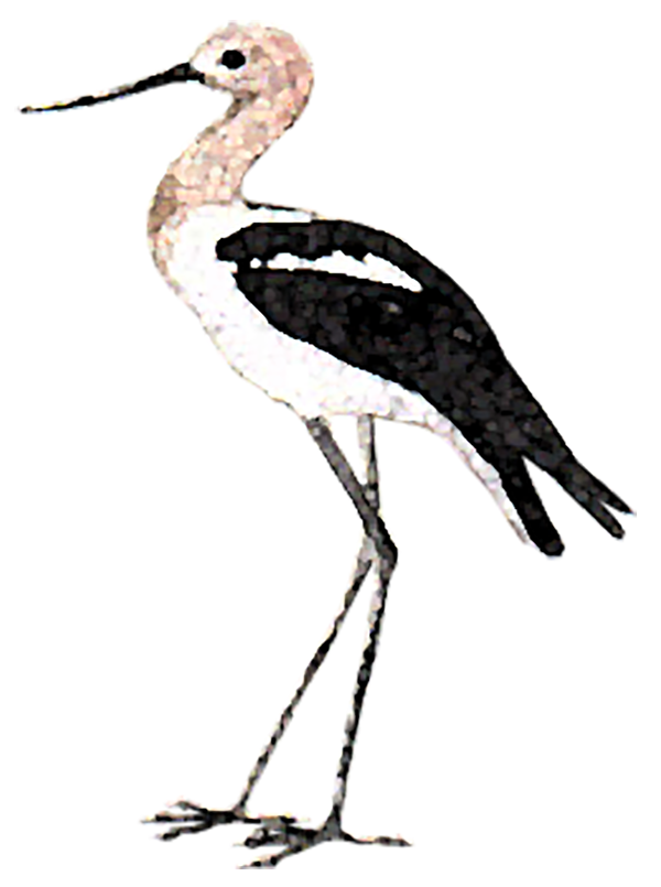 watercolor of an avocet, a long-legged water bird