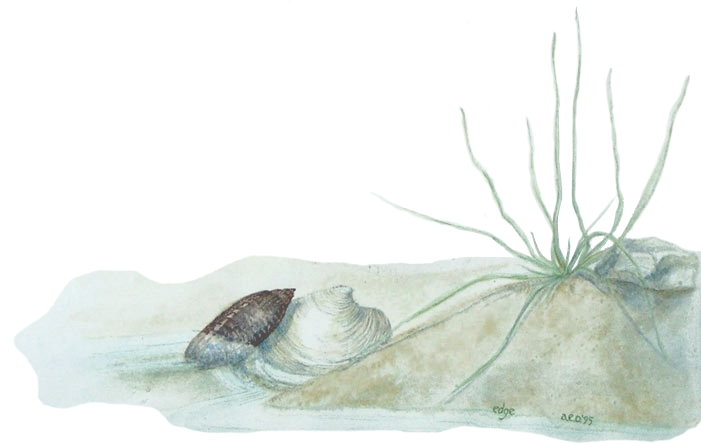 watercolor of two shells and grass at the edge of the water and sand